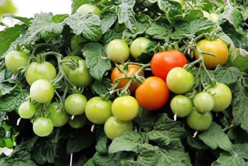 30 Dwarf Red Robin Tomato Seeds, Heirloom Non-GMO, Sweet, Low Acid, Determinate, Open-Pollinated, Delicious, Solanum lycoperscium, from USA
