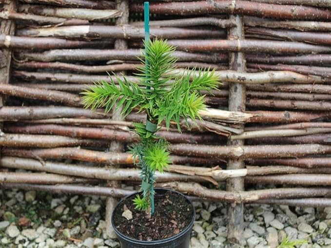 Premium Araucaria Potting Soil Mix - Perfect Balance of Nutrients, Drainage, and Aeration for Healthy Araucaria Trees - 2 Quart