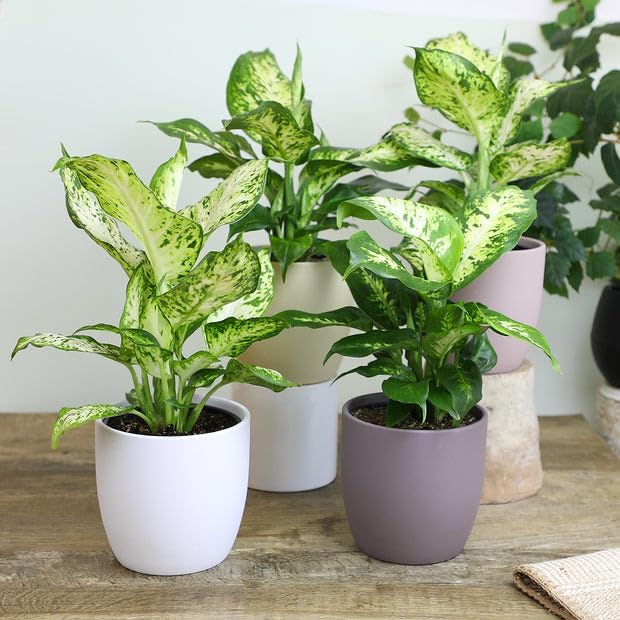 Premium Dumb Cane Potting Soil Mix - Ideal Blend for Growing Robust and Healthy Dumb Cane Plants - 5 Quart