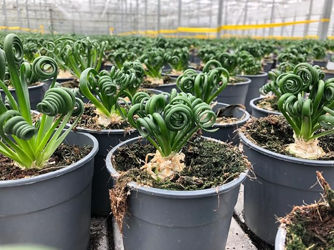 Premium Albuca Spiralis Potting Soil Mix - Perfect Balance of Nutrients, Drainage, and Aeration for Thriving Blooms - 20 Quart