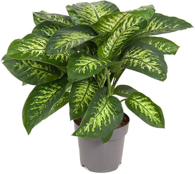Premium Dumb Cane Potting Soil Mix - Ideal Blend for Growing Robust and Healthy Dumb Cane Plants - 5 Quart