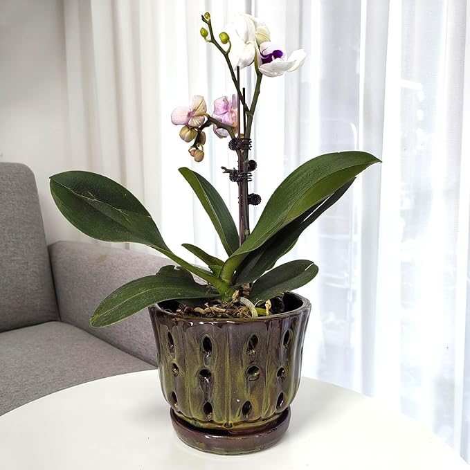 Ceramic Orchid Pots with Attached Saucer and Drainage Hole 6'' Orchid Planter (mossgreen)