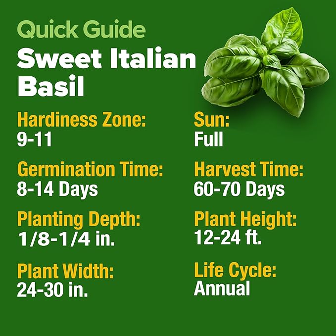 HOME GROWN Italian Basil Seeds (Bulk Pack), 1424 Sweet Large Leaf Basil Seeds for Planting, Non-GMO and Heirloom Herb Seeds for Planting Indoors or Outdoors (Ocimum basilicum)