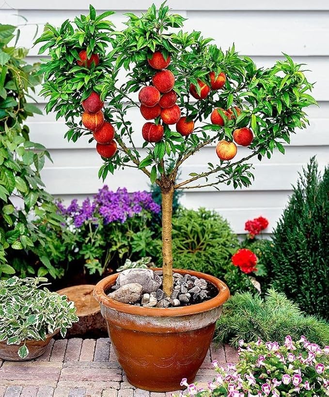 Premium Peach Potting Soil Mix - Optimal Nutrient-Rich Blend for Thriving and Juicy Peaches - 2 Quart