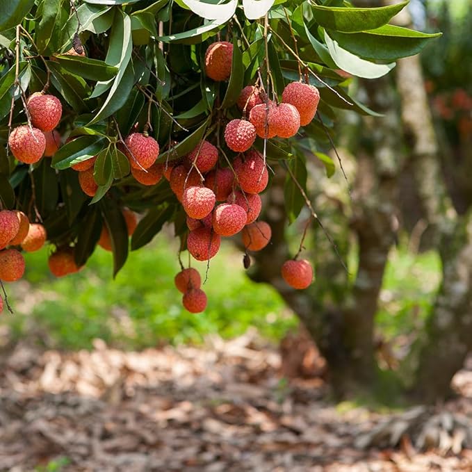 Premium Lychee Potting Soil Mix - Perfect Balance of Nutrients, Drainage, and Aeration for Thriving Lychee Trees - 4 Quart