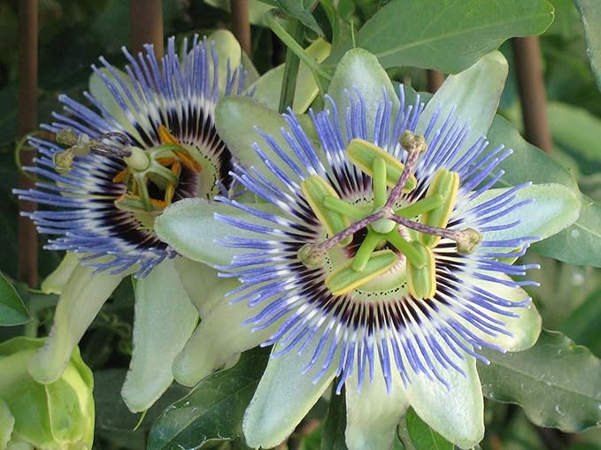 Premium Passion Fruit Potting Soil Mix - Perfect Balance of Nutrients, Drainage, and Aeration for Thriving Passion Fruit Vines - 5 Quart