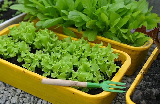 Premium Potting Soil Blend for Lettuce Iceberg - The Ultimate Mix for Healthy, Vibrant, and Crisp Lettuce - 3 Quart