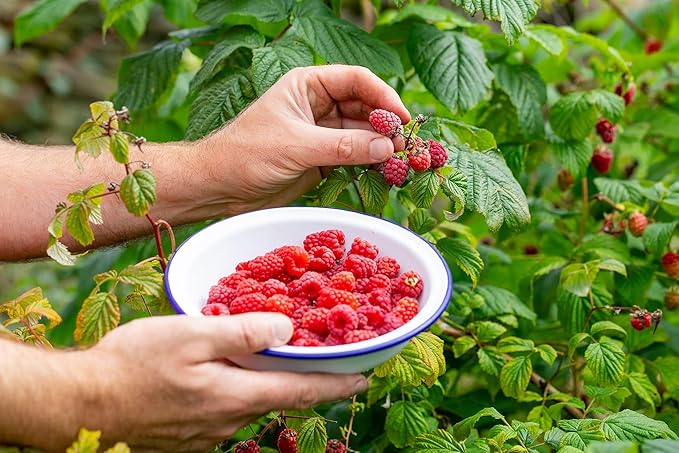 Premium Raspberry Potting Soil Mix - Optimal Blend for Thriving and Juicy Berries - 2 Quart