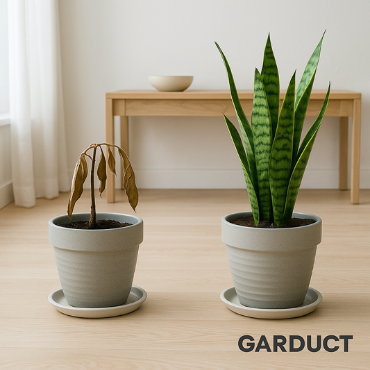 Why Your Plants Keep Dying (and How to Fix It)