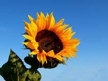 Black Oil Sunflower Flower Seeds for Planting, 150+ Flower Seeds Per Packet, (Isla's Garden Seeds), Non GMO & Heirloom Seeds, Scientific Name: Helianthus annuus, Great Flower Garden Gift