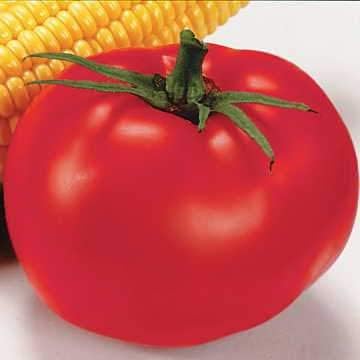 Park Seed Variety of Tomato Vegetable Seeds, Plant Seeds, Easy to Grow, Perfect for Harvesting, Better Boy Hybrid, Pack of 30