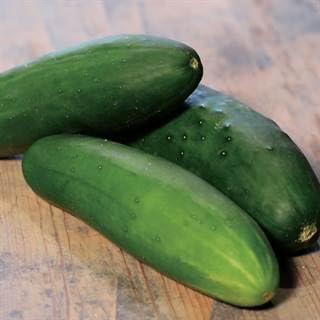 Park Seed Wholesale Bulk Whopper II Hybrid Pack of 250