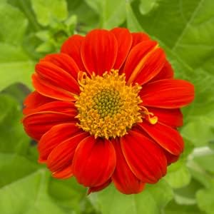 Survival Garden Seeds - Mexican Sunflower Seed for Planting - 2 Packs with Instructions to Plant and Grow Tithonia Rotundifolia in Your Home Vegetable or Flower Garden - Non-GMO Heirloom Variety