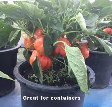2025 Early Bird-40ct Sweet Pepper Seeds for Planting,Green & Red Bell Pepper Seeds,Non-GMO Heirloom Seeds Vegetable Seeds for Home Vegetable Garden&Hydronic Pods-Veggie Seeds:California Wonder