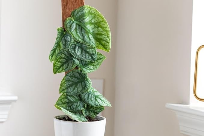 Monstera Dubia Plant Potting Soil - Expertly Crafted for Optimal Nutrient Absorption - 3 Quart