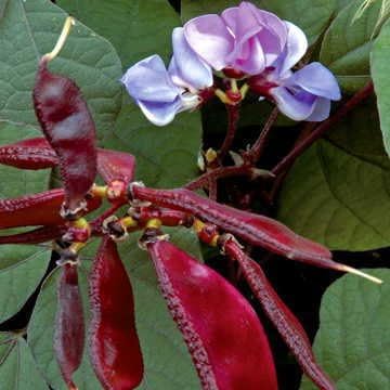 Park Seed Bean Seeds Harvest and Grow Your Own Spring Garden Vegetables, Hyacinth, Pack of 25