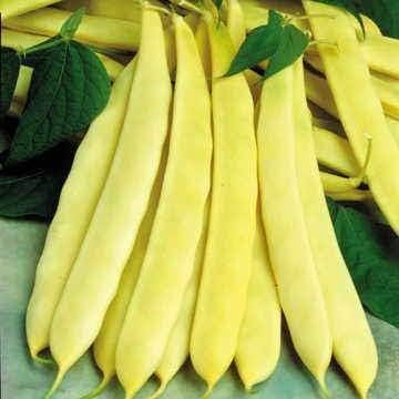 Park Seed Bean Seeds Harvest and Grow Your Own Spring Garden Vegetables, Capitano Bush, Pack of 100