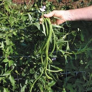 Park Seed Bean Seeds Harvest and Grow Your Own Spring Garden Vegetables, Orient Wonder Yardlong, Pack of 100