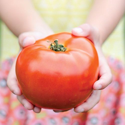 Park Seed Variety of Tomato Vegetable Seeds, Plant Seeds, Easy to Grow, Perfect for Harvesting, Park's Legacy, Pack of 20