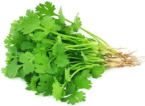Slow Bolt Cilantro Herb Garden Seeds - 4 Oz ~10,000 seeds - Non-GMO Heirloom Slow Bolt Cilantro Herb Seeds (Coriander) - Outdoor Garden, Indoor Garden, Countertop Microgreens, Organic Micro Greens Kit
