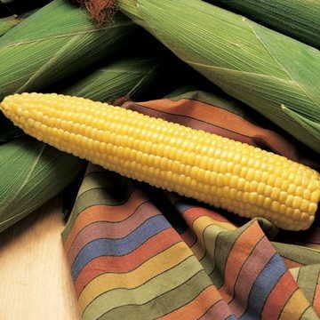 Park Seed Variety of Corn Vegetable Seeds, Plant Seeds, Easy to Grow, Perfect for Harvesting, Honey Select Triplesweet Hybrid, 1 lbs.