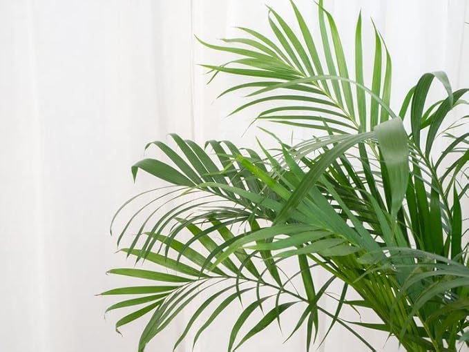 Palm Tree Potting Mix - The Ultimate Soil for Strong and Healthy Palms - Top Choice for Palm Tree Growers [1 Quart Bag]