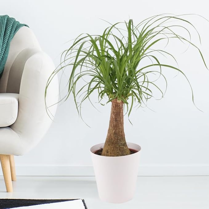 Nolina Potting Mix - Promote Strong Roots and Captivating Form with Our Premium Blend - 4 Quart