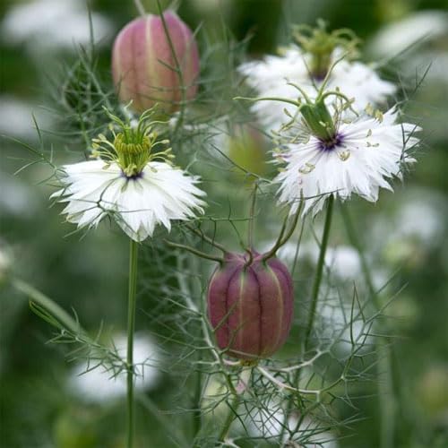 Outsidepride 2000 Seeds Annual Nigella White Love-in-a-Mist Flower Seeds for Planting