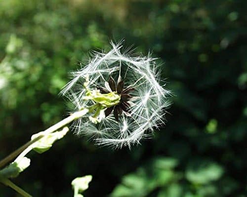 Wild Lettuce 50 Seeds (Lactuca virosa) Heirloom - Non GMO - Open Pollinated