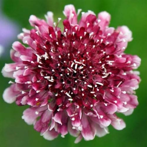 Outsidepride 200 Seeds Perennial Maroon Beaujolais Bonnets Scabiosa Pincushion Flower Seeds for Planting