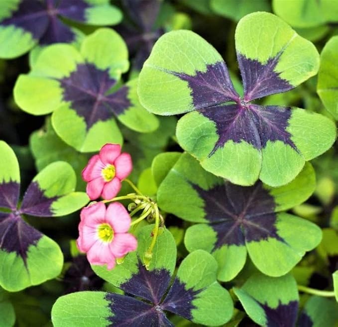 Holy Cross Shamrock Bulbs for Planting (10 Bulbs) - Fast Growing Year Round Color Indoors or Outdoors - Oxalis Bulbs