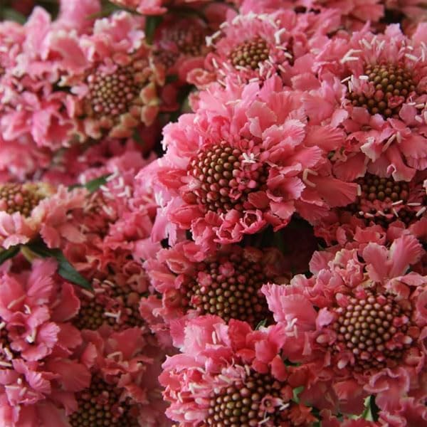 Outsidepride 200 Seeds Perennial Rose Scabiosa Pincushion Flower Seeds for Planting