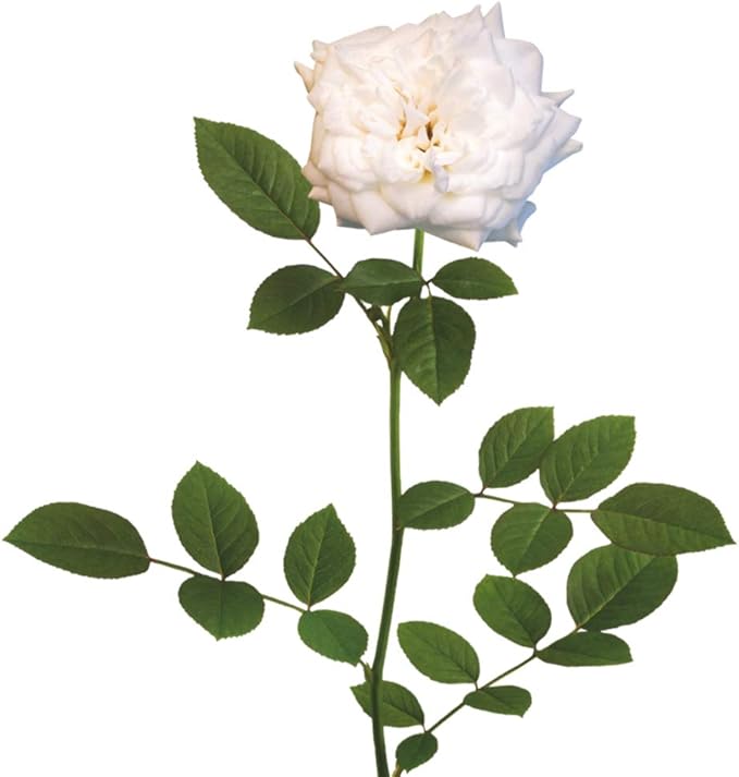 White Drift Rose 1 Gallon