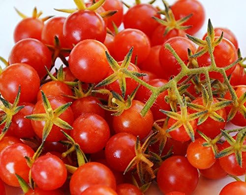30 Sweet Pea Currant Tomato Seeds, Heirloom Non-GMO, Extra Sweet and Heavy-Yielding, Low Acid, Indeterminate, Open-Pollinated, Long Season, Super Delicious, from USA Lycopersicon esculentum