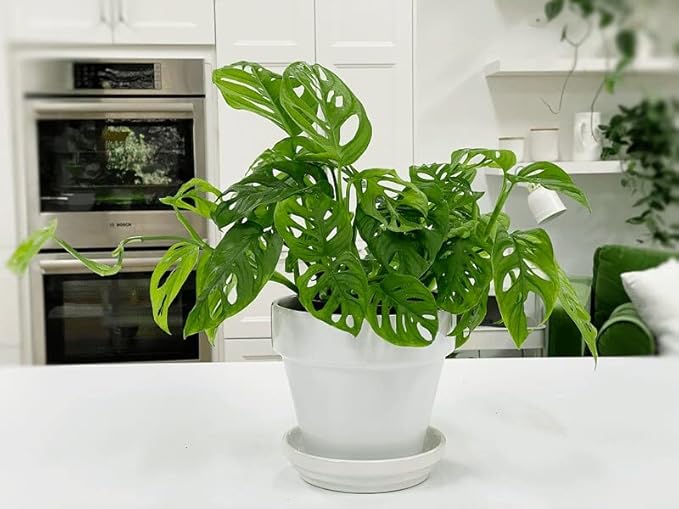 Premium Swiss Cheese Plant Potting Mix - 20 QT - Monstera Deliciosa Blend for Optimal Nutrients and Drainage for Healthy Growth - (4 Bags of 5 Quart)