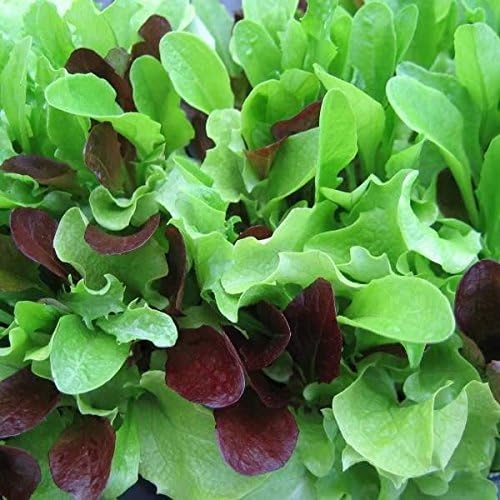 Dirt Goddess Super Seeds ~ Bulk Mesclun Mix Seeds (1/2 LB) Non GMO 212,000 Seeds