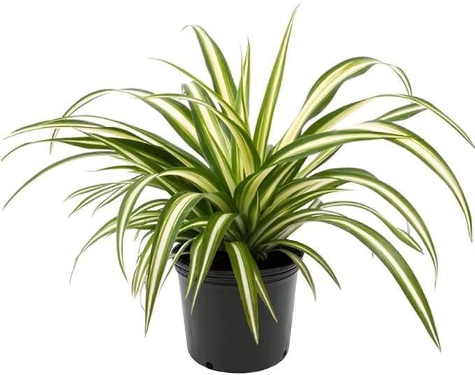 Premium Spider Plant Potting Soil Mix - (4 Quart Bag)
