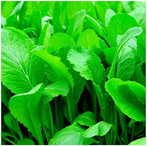 500 Florida Broadleaf Mustard Seeds | Non-GMO | Heirloom | Instant Latch Garden Seeds