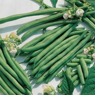 Park Seed Bean Seeds Harvest and Grow Your Own Spring Garden Vegetables, Kentucky Blue, Pack of 100