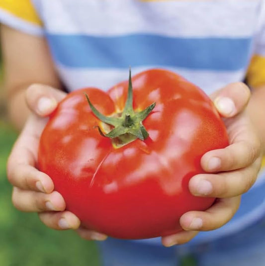 Park Seed Variety of Tomato Vegetable Seeds, Plant Seeds, Easy to Grow, Perfect for Harvesting, Big Beef Hybrid, Pack of 1000