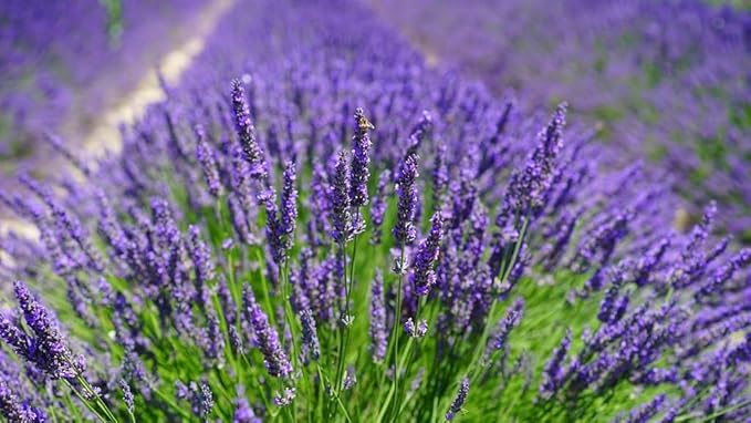 Lavender Soil - Ideal Blend for Thriving and Fragrant Lavender Plants - 3 QUARTS