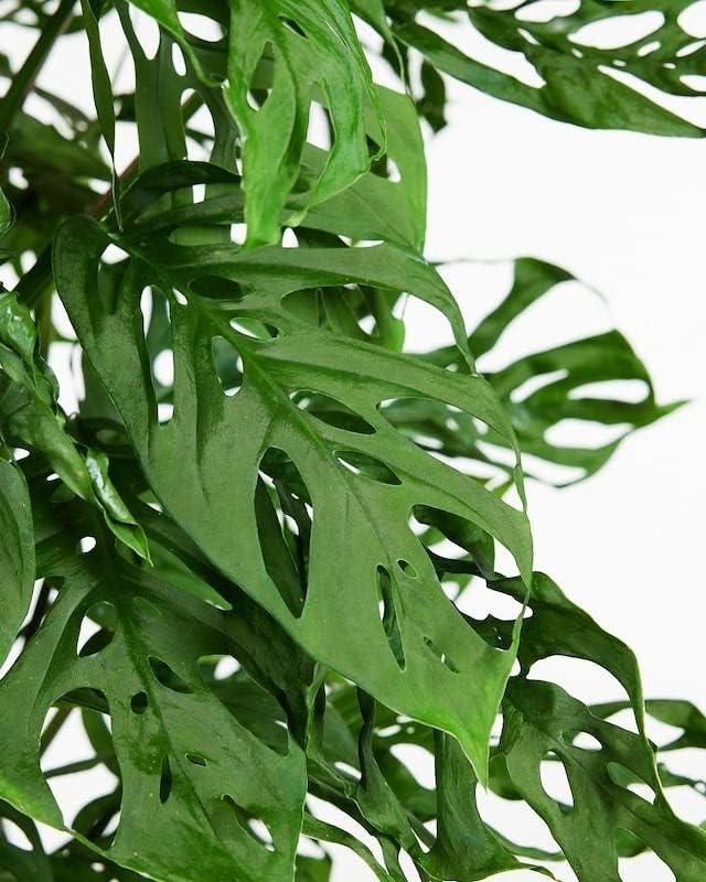 Monstera Adansonii Premium Soil Blend - 10 QT - Promote Aeration, Drainage & Nutrient Retention - (2 Bags of 5 Quart)