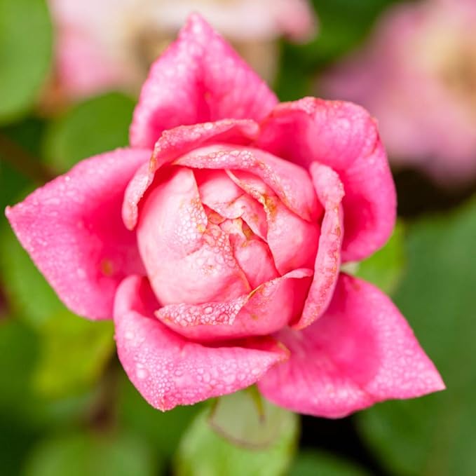 PERFECT PLANTS Double Knock Out Rose Live Plant, 1 Gallon, Green and Pink
