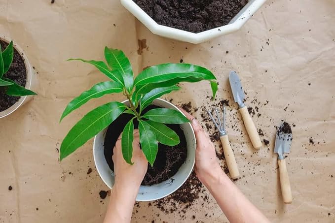 Premium Mango Tree Soil Mix by Gardenera - Stimulate Growth and Elevate Fruity Rewards with Nourishing Formula - 5 Quart, MAIN-MANGO-TREE-5QT