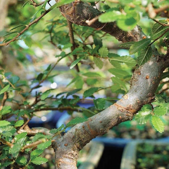 Brussel's Bonsai Live Chinese Elm Bonsai Tree, Outdoor - Medium, 7 Years Old, 8 to 10 inches Tall - Includes Decorative Ceramic Bonsai Pot