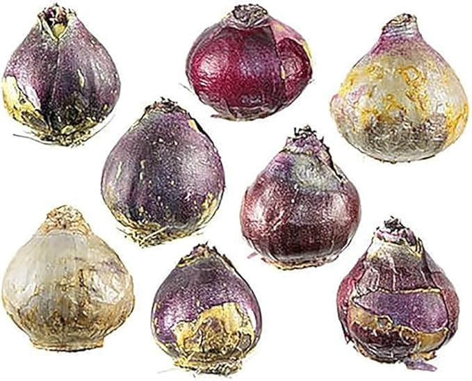 10 Royal Purple Hyacinth Bulbs - Peter Stuyvesant, 16-17 cm, Zones 4-10 (Pre-Chilling Required for Zones 8-10), Stunning Spring Blooms