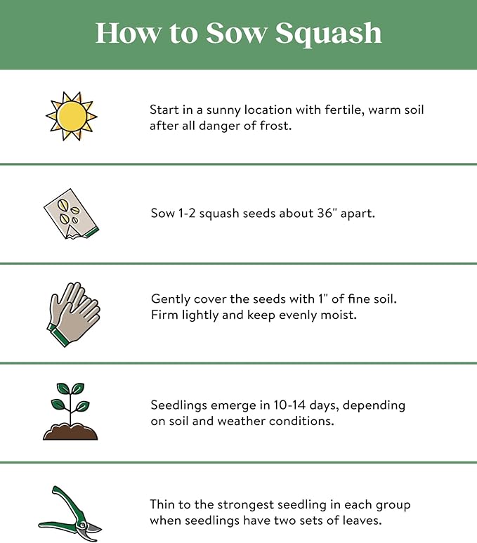 Burpee 'Super Sweet 100' Hybrid, Cherry Tomato, 50 Non-GMO Seeds & Saffron Summer Squash Seeds 100 Seeds & Black Beauty Zucchini Summer Squash Seeds 100 Seeds