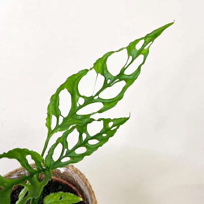 Monstera Obliqua Soil Blend - Customized for Unique Plant Needs by Gardenera - 4 Quart