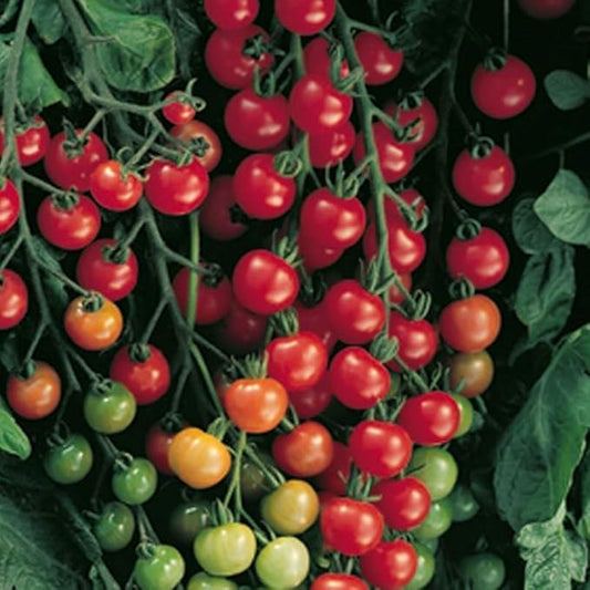 Park Seed Variety of Tomato Vegetable Seeds, Plant Seeds, Easy to Grow, Perfect for Harvesting, Supersweet 100 Hybrid, Pack of 1000