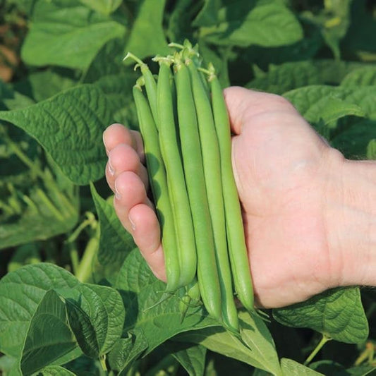 Park Seed Bean Seeds Harvest and Grow Your Own Spring Garden Vegetables, Cabot Bush, Pack of 240